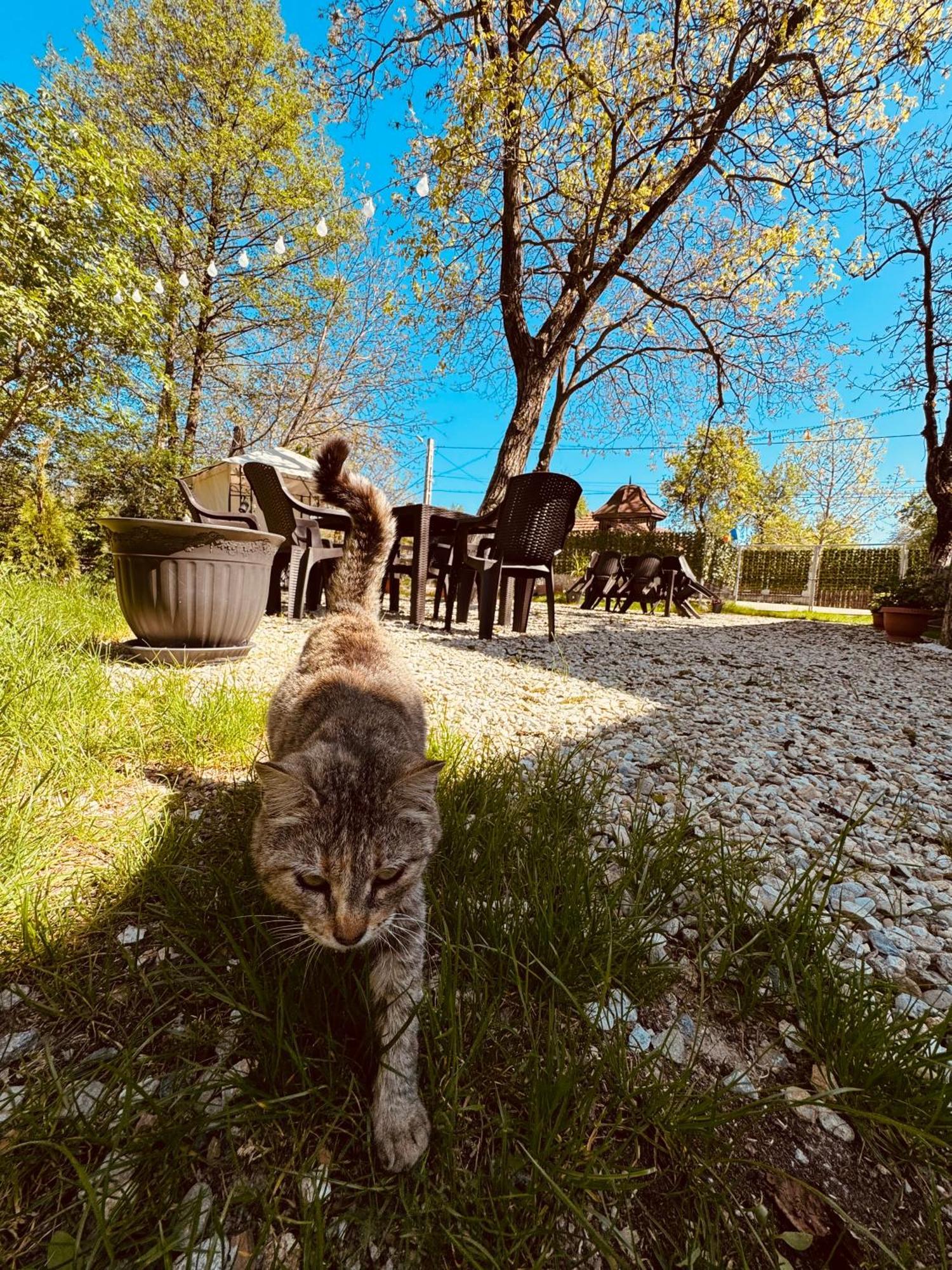 Casa Logascu Hotel Balta Bagian luar foto